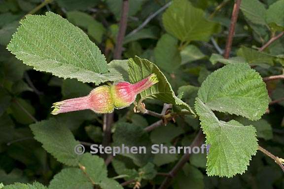 corylus cornuta ssp californica 1 graphic